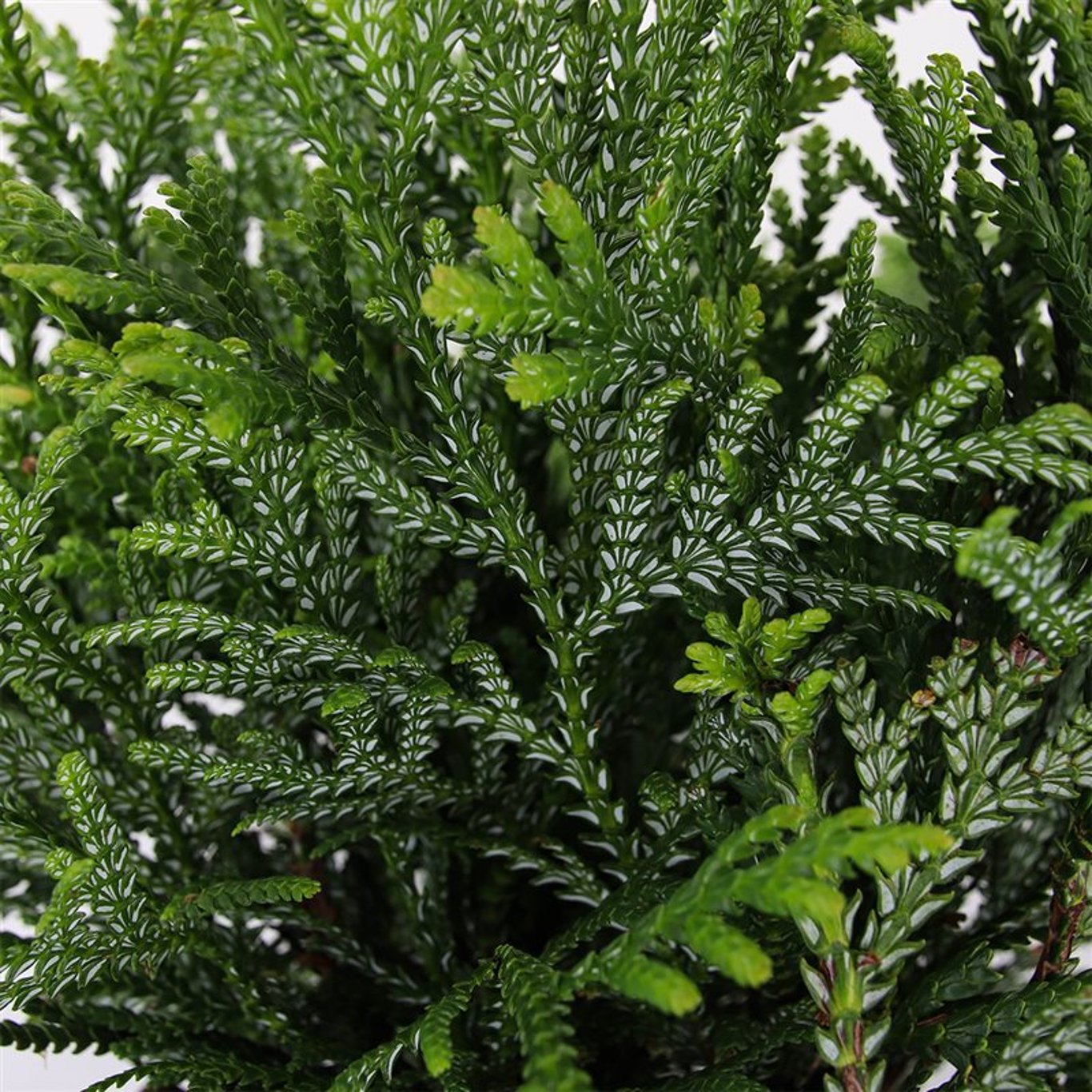 Thujopsis dolabrata - C3 25-30 CM